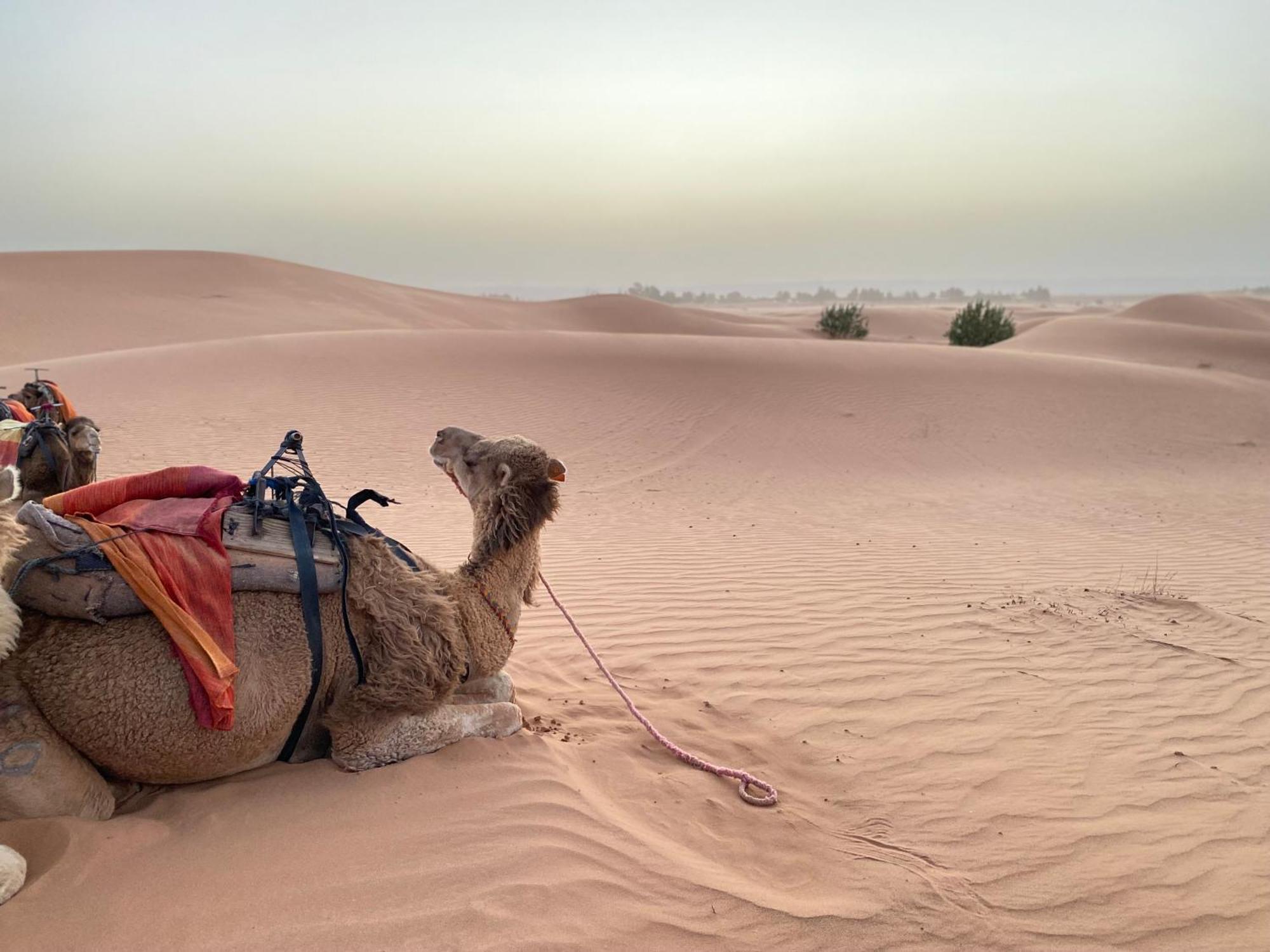 Erg Chebbi Sahara Camp Hotel Merzouga Eksteriør billede